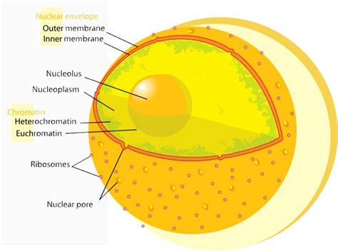 Nuclear Membrane | Structure and Function of Nuclear Membrane