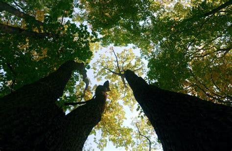 Why you need trees and shelterbelts on your farm