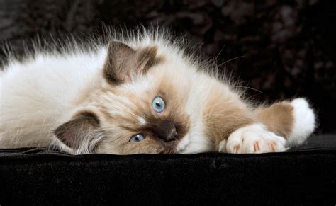 Ragdoll Cat Breed Profile | Cat-World