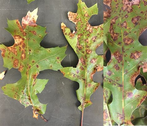 NMSU Plant Clinic: Tubakia Leaf Spot