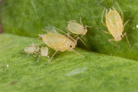 Green peach aphid – Cesar Australia