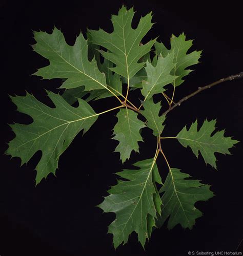 Plant Information Center - Quercus rubra