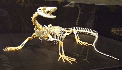 Image result for lizard skeleton Skeleton Anatomy, Skeleton Bones, Skull And Bones, Prehistoric ...