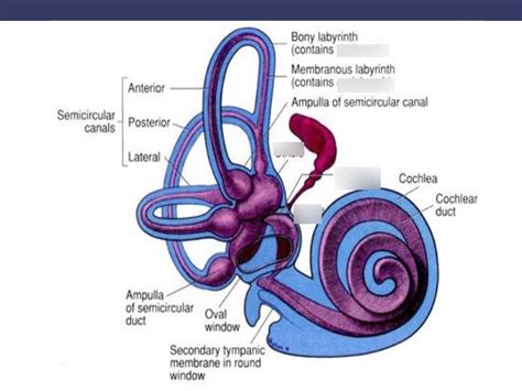 Vestibular system Diagram | Quizlet