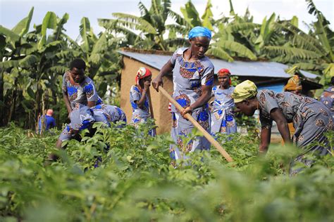 Women farmers to benefit from $250 million project - The New Times