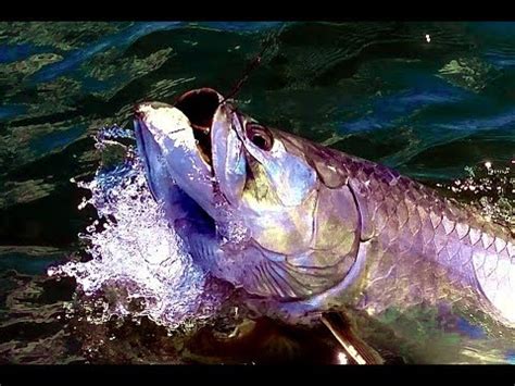 Pine Island Florida Fishing Spots - YouTube