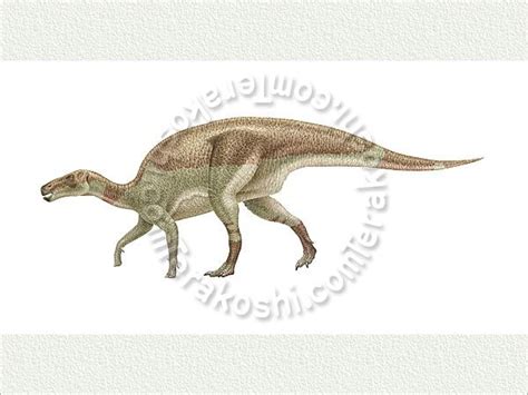 Fukuisaurus, Dinosaur, Dinosaurus, Ornithopod | Dinosaur discovery, Dinosaur, Prehistoric