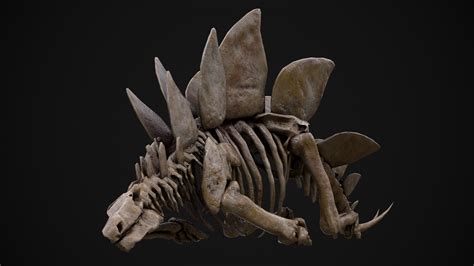 ArtStation - Stegosaurus skeleton