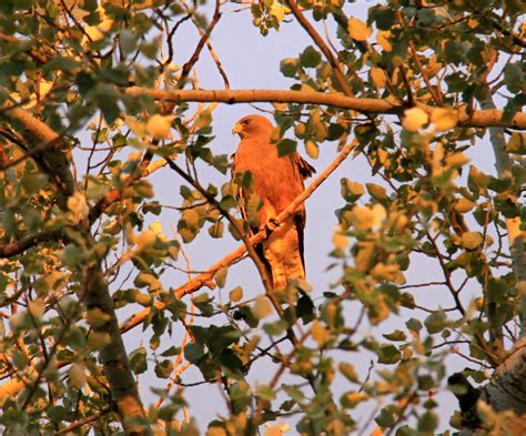 Swainson's Hawk | Wildlife, Wild