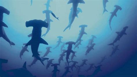 Hammerhead Sharks Wallpapers - Wallpaper Cave