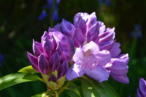 Rhododendron Purple Flower - Free photo on Pixabay