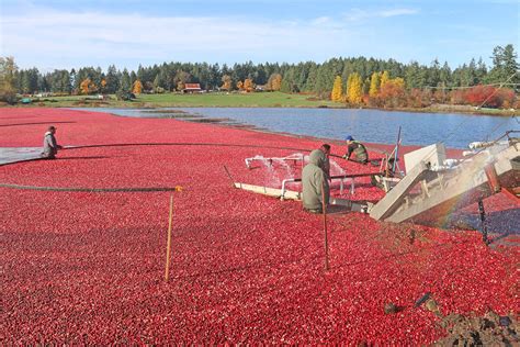 Cranberry farm south of Nanaimo brings in the harvest - Nanaimo News ...