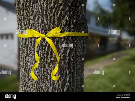 Yellow Ribbon Tied around Tree In Front Yard Of Home Stock Photo ...