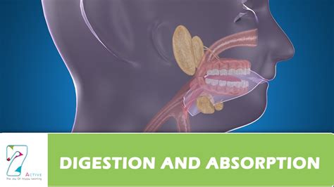 Digestion And Absorption