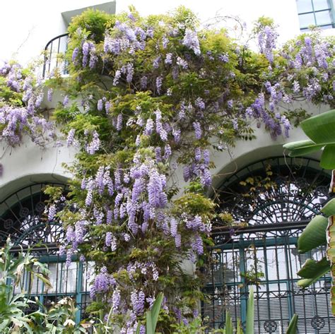 Chinese Wisteria | Plants Express