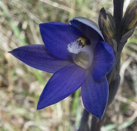 Conservation of Australian Terrestrial Orchids | Australian Plants Society