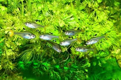 11 Types of Tetra Fish & Breeding Information (With Info & Pictures) | Hepper