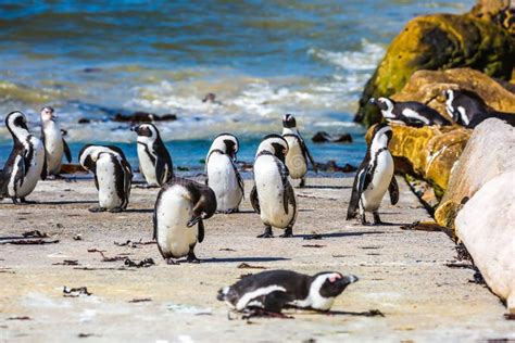 African Penguin in Boulders Penguin Colony Stock Image - Image of blue, africa: 74602893