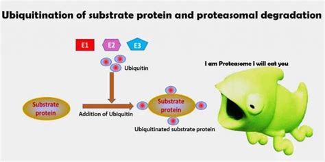 Ubiquitin Proteasome System (UPS)-Definition, Diagram, Function, Structure - Biology Brain