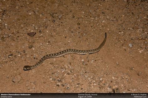 rattlesnakes at emaze Presentation