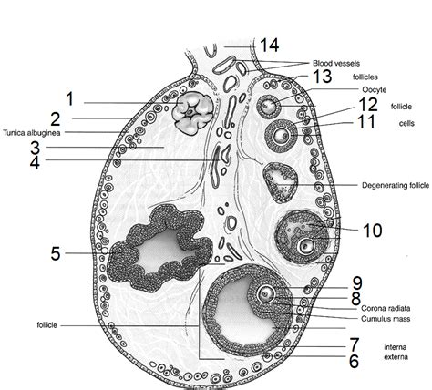 Folliculogenesis Diagram | Quizlet