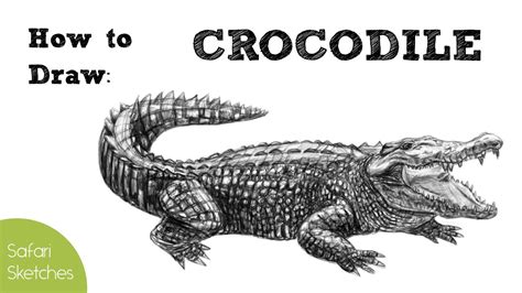 Crocodile Black And White Drawing