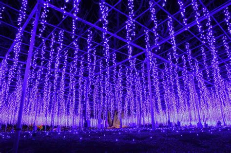 Ashikaga Flower Park Illumination 2020 In Japan Is A Sight To Behold