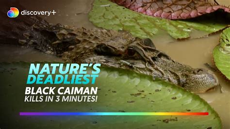 Hunt of the Black Caiman l Nature's Deadliest l discovery+ - YouTube