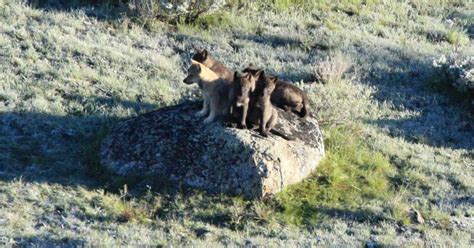 Native Gray Wolves Spotted In Colorado For The First Time Since The 1940s