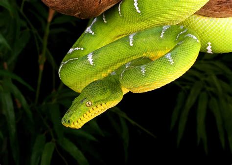 46 Emerald Tree Boa Facts: Both Species Guide (Jewel of the Amazon) | Everywhere Wild