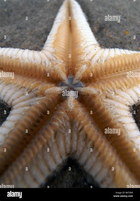 Starfish mouth Stock Photo - Alamy