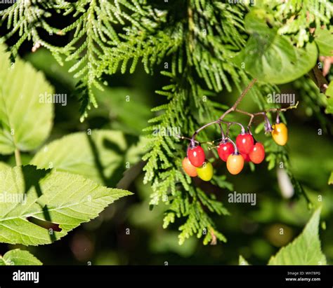 Fall colored berries in Canadian forest Stock Photo - Alamy