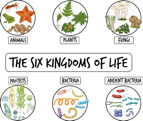 Diagram showing six kingdoms of life 6412086 Vector Art at Vecteezy