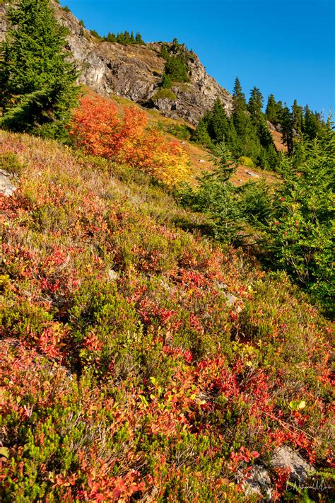 Nature by Nat Photography - North Cascades Fall Color