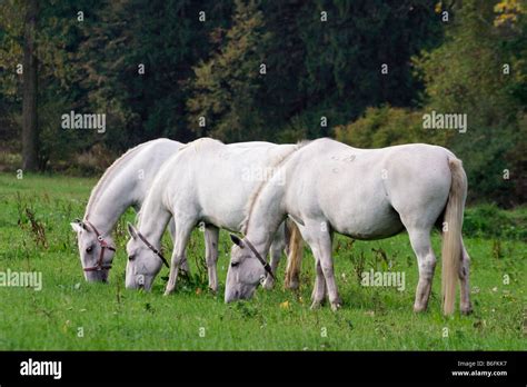 Horse Breeding Farms