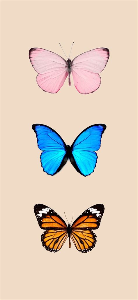 Butterfly iPhone Wallpapers - Wallpaper Cave