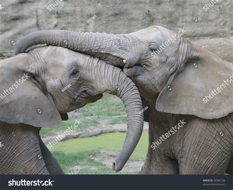 Two Elephants Hugging Stock Photo 40782130 : Shutterstock