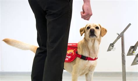 COVID-19 Detection Dogs Enlisted in the Fight Against the Coronavirus ...