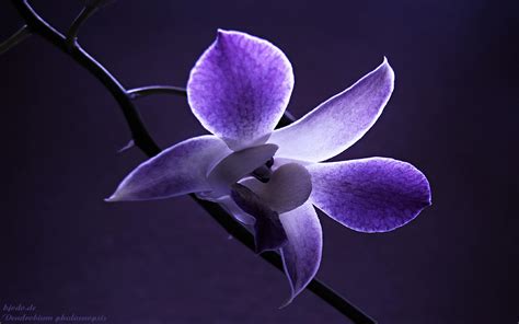 🔥 [48+] Beautiful Orchid Flower Wallpapers | WallpaperSafari