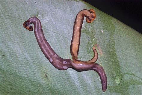 Mating terrestrial flatworms (Bipalium sp.) | Found during a… | Flickr