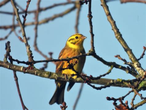 yellowhammer male.JPG | BirdForum