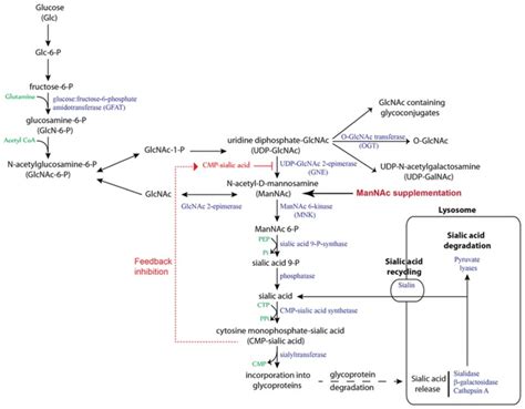 Sialic acid biosynthesis and recycling pathway. In humans, sialic acid ...