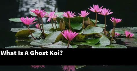 What Is A Ghost Koi? [2024 Guide] - Gold Koi Fish