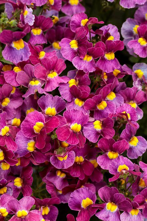 Nemesia Flower Edible | Best Flower Site