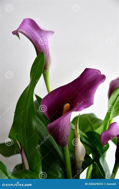 Dark Purple or Black Calla Lily Plant Stock Image - Image of container, calla: 243629225