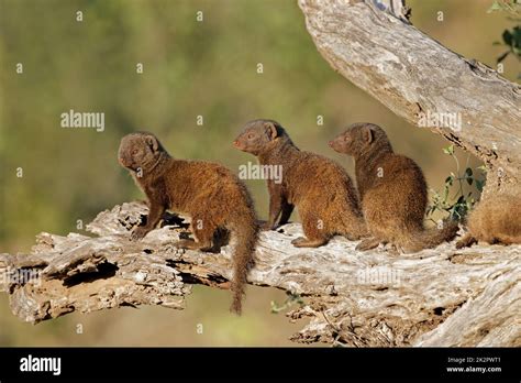 Dwarf mongoose family - South Africa Stock Photo - Alamy