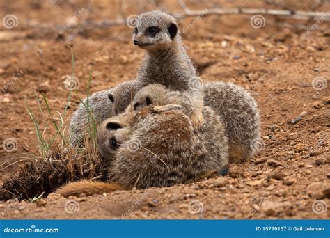 Meerkat Family stock image. Image of england, cute, animal - 15770157