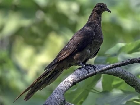 Andaman Cuckoo-Dove - eBird