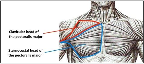 How to Build A Bigger Chest Without Barbell Bench Press – Fitness Volt