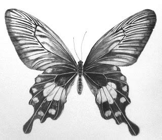 Drawn butterfly | Çizimler, Kelebekler, Çizim